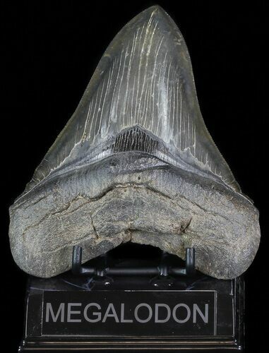 Sharply Serrated, Megalodon Tooth #70764